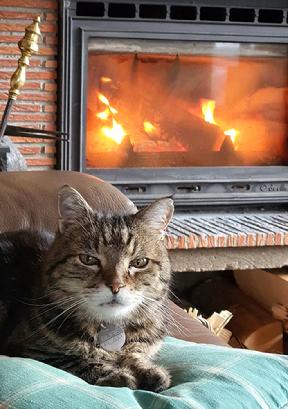 Photo of Boris by the hearth
